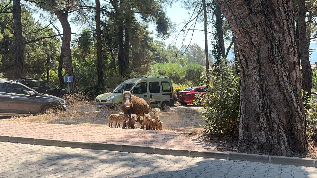 Akyaka’nın Yabani Turistleri Ortaya Çıktı: Anne Domuz Ve Yavruları Görüntülendi 1